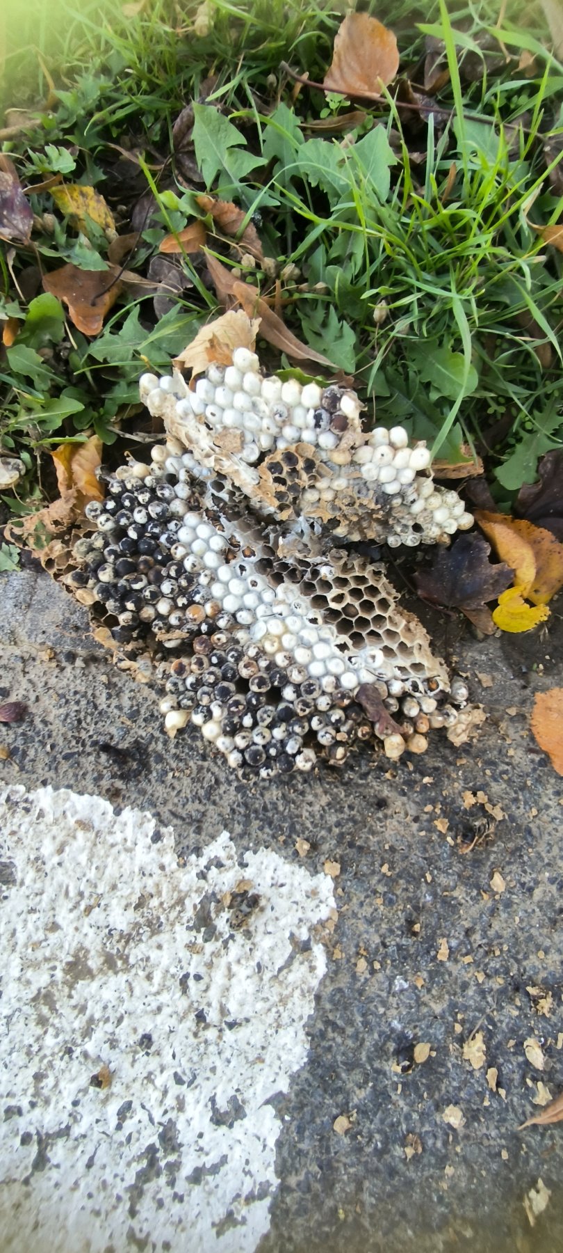 Photo du parcours Petite balade du côté de la scarpe